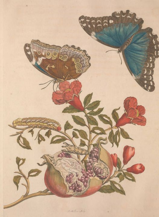 Hand-colored engraving of a pomegranate branch with fruit, flowers, caterpillars, and butterflies.